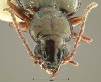 Media type: image;   Entomology 23869 Aspect: head frontal view